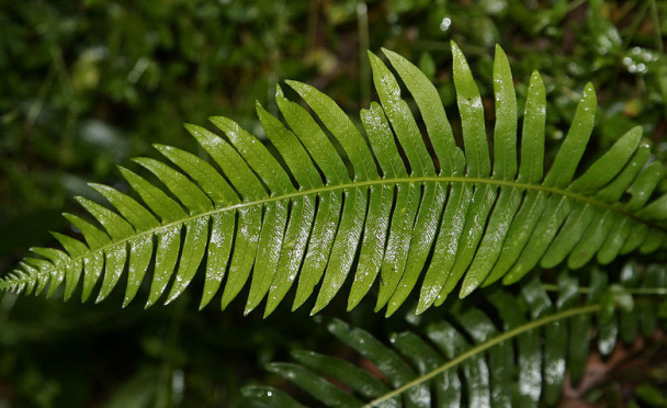 САД, ЦВЕТНИК И ОГОРОД. Папоротник