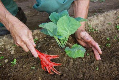САД, ЦВЕТНИК И ОГОРОД. Зачем окучивают овощи?