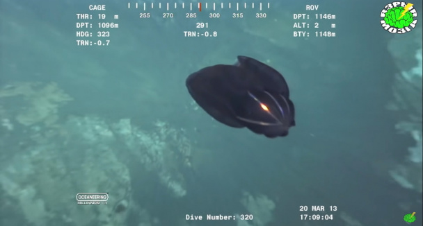 Видео: 13 таинственных подводных существ, случайно снятых на камеру