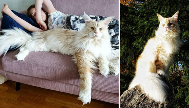 Лотос - огромный кот из Швеции, который стал звездой в Instagram