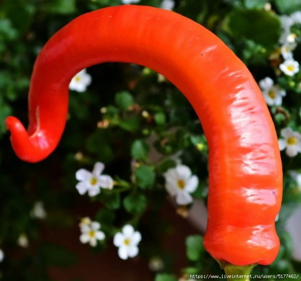 САД, ЦВЕТНИК И ОГОРОД. Перец "Бараний рог"