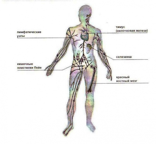 Схема лимфоузлов на теле
