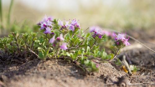 ЗДРАВОТДЕЛ. Подарок природы - чабрец