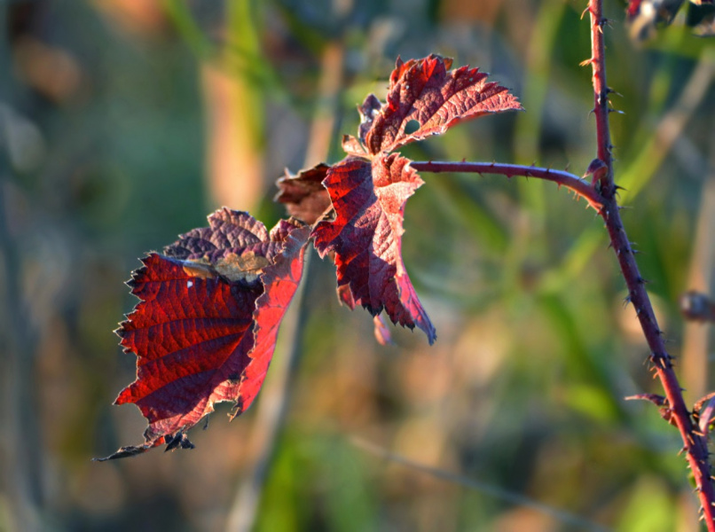 Осенний лист багрянный